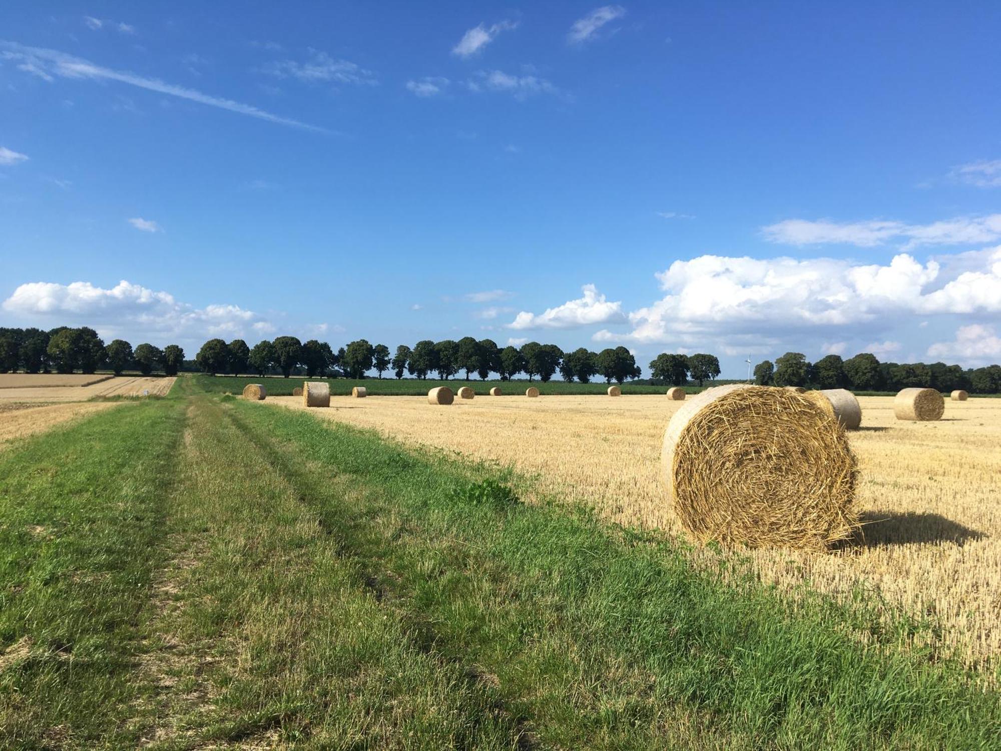Ferienapartment Kastanje Gross Ippener Bagian luar foto